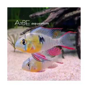 [에이투비]볼리비안 라미네지/ 4cm전후 / 암수랜덤 / 1마리