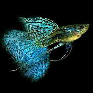 [춘자네수족관], 리본 수컷 [랜덤 판매, 2마리] 구피