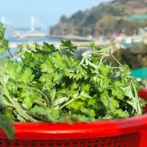 여수 거문도 해풍 쑥 1kg 거문도쑥 생쑥 여수쑥 햇쑥 봄쑥 노지쑥 해풍맞은쑥 봄 나물 반찬 거리 제철나물