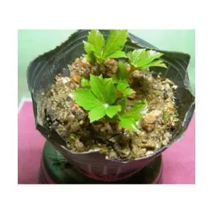 (성실)돌단풍 모종 (3치포트) 10개 야생화