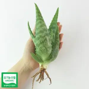 알로에 사포나리아 모종 1개 [W6A6586]