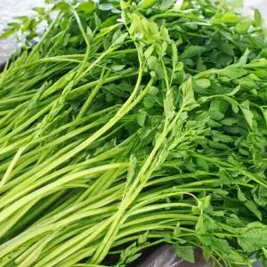 SB 국내산 청도 무농약 한재 미나리 1kg