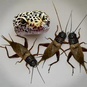 레오파드 게코 먹이 파충류 도마뱀 랩타일 펫테일 슈퍼 푸드 생먹이 귀뚜라미 사료