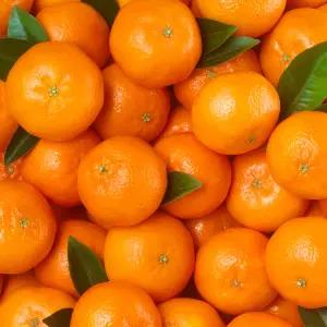 딜라이트 만다린 1kg