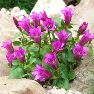 꽃모종 용담 핑크 10cm분