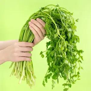 봄 제철 국산 아삭한 돌미나리 2kg 나물 무침