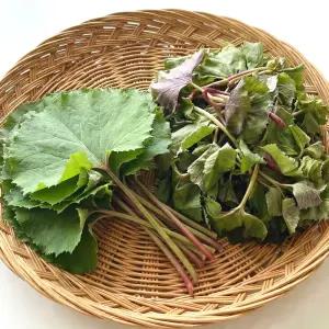 국내산 봄 제철 산나물 국내산 머위잎 1kg