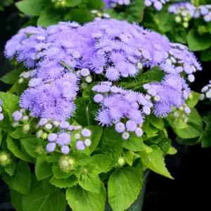 어린모종 아게라텀 알로하 블루 8cm분