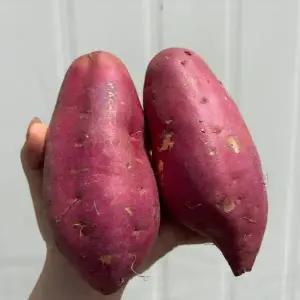 해남 황토 황금 꿀고구마 대왕 사이즈 1박스