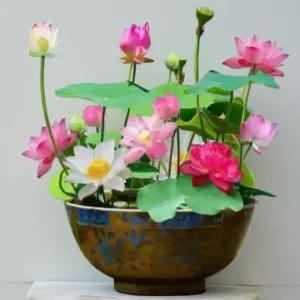 연꽃 키우기 모종 100알 미니연꽃 혼합색상