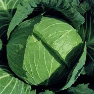 국내산 양배추 산지직송 신선양배추 당일경매 3개입 8kg내외 1망