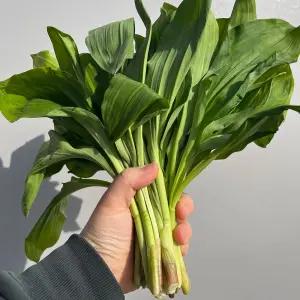 강원도 대 명이 나물 500g 강원도 생 명이 나물 강원도 산마늘 명이나물 줄기 명이 나물 강원도 명이 나물