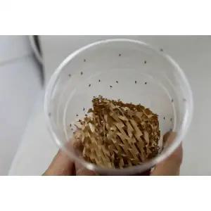 작은흔적날개초파리 작초 다트프록 사마귀 거미먹이150마리