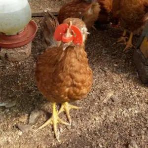 [하프클럽/셀러허브(펫)]꿩안경 눈가리개 대사이즈50개+플라이어세트