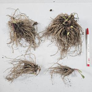 2년생 참취모종 중묘 대묘 10주 참취종근 취나물모종