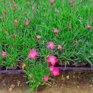 [나무팜]사계패랭이모종(3치포트30개/한판)다년생 꽃향기식물 사철야생화 화단용 조경용 정원용