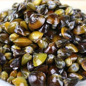 섬진강 생재첩5kg