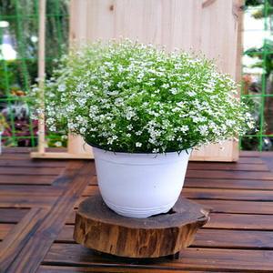 소나무길 안개꽃 화분 선물 실내장식 5008