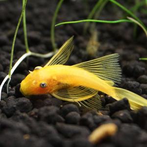 안시 144 롱핀 (약 2~2.5cm)