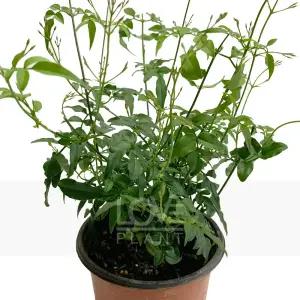 학자스민 쟈스민 향이있는식물 관엽 공기정화 식물키우기 인테리어