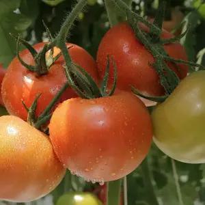 때깔찬 토마토 완숙토마토 5kg (4-7번과) /후숙필요