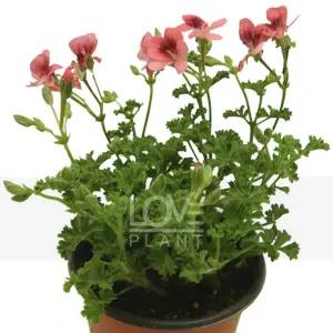 오렌지랜디 엔젤아이스 제라늄 키우기 봄 꽃 야생화 관엽식물 플랜테리어