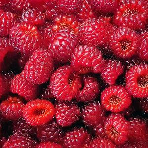 당일수확 생과 산딸기 250g~1kg 김해 청도 산딸기