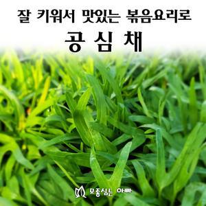 [모종심는아빠] 튼실하고 꽉차게 키운 공심채 모닝글로리 모종3포트