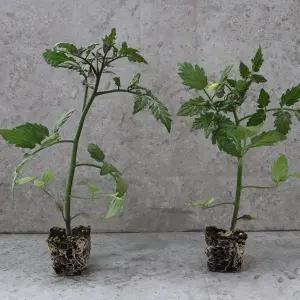 원예용 대추방울토마토 모종 10주