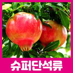 최상의 품종 슈퍼단석류/캘리 대왕석류 묘목  2년생 판매중