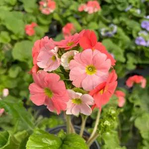 오브코니카 프리뮬러 소형 꽃모종 야생화 봄꽃 쥬리안 인테리어 식물