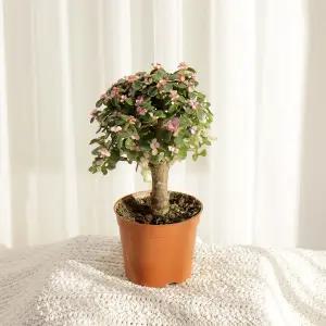 갑조네 은행목(소품)