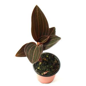 갑조네 해마리아