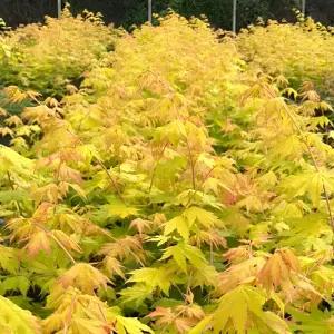 요단 단풍나무 접목1년생 묘목 황금잎 단풍 관상수 정원조경나무 노지월동 (목하원예조경)