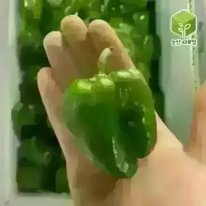 국내산 못난이 피망 청피망 보통 10kg