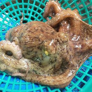 남해안 제철 활 돌문어 1kg