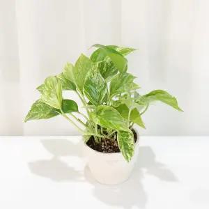 갑조네 애플 마블 스킨답서스 소품