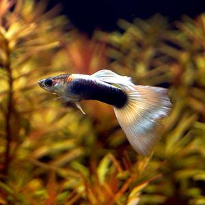 저먼화이트 구피 1쌍