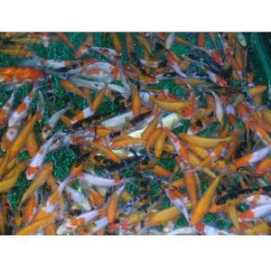 [신세계수족관] 비단잉어 13cm 1마리