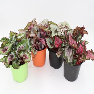 렉스 베고니아 4종1세트  희귀 관엽 인테리어감성식물 공기정화식물