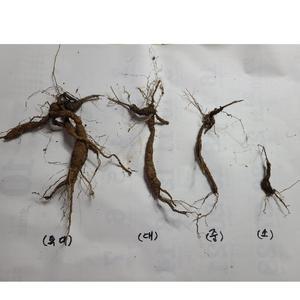 2년생 백하수오모종 소묘 중묘 10주(10개) 백하수오종근 백수오모종