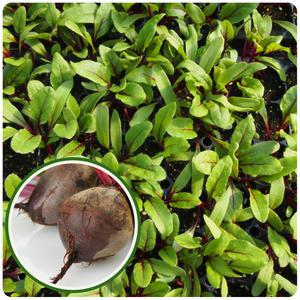 레드비트모종 20개 뿌리채소 텃밭재배 체험용 [모종파머스]