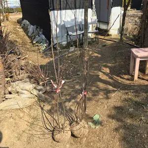 준베리 / 다간형 / 결실주