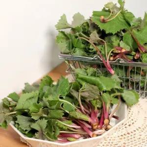 [철따라농산물]남해 햇 머위 머위순 머위잎 머위나물  상품 500g