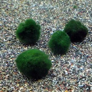 모스볼 2-3cm 음성수초 어항 수족관 장식