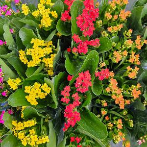 꽃집아가씨 (20개)카랑코에 대량할인 개당2595원 최저가 할인판매