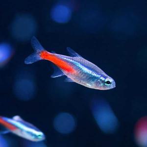 티아쿠아 열대어 네온 테트라 5마리 관상어