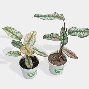 칼라데아 화이트스타 소형 공기정화 인테리어 반려식물