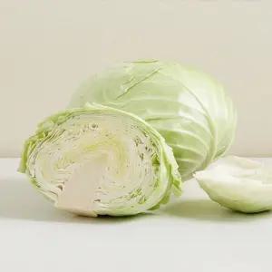 양배추 통