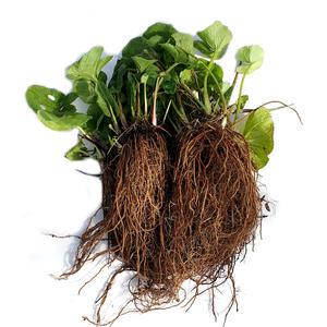 곰취 모종(1년생 종근 20개)